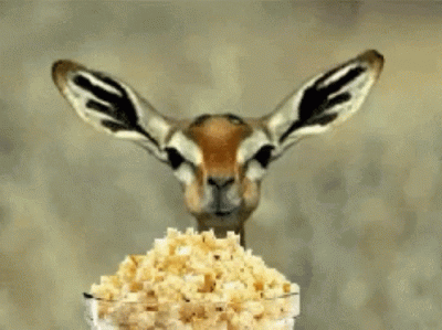 deer popcorn.gif