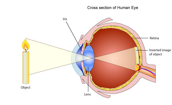 eye_xsection_01.jpg